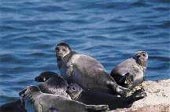Baikal Seals