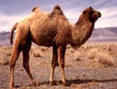 Gobi Desert camel